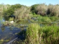 Everglades_100048.jpg