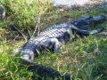 Everglades_100049.jpg