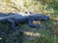 Everglades_100050.jpg
