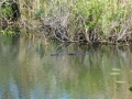Everglades_100056.jpg