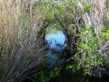 Everglades_100063.jpg