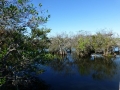 Everglades_100064.jpg