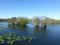 Everglades_100069.jpg