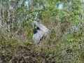 Everglades_100077.jpg