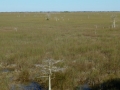 Everglades_100079.jpg