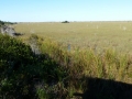 Everglades_100080.jpg