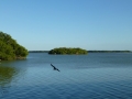 Everglades_100087.jpg