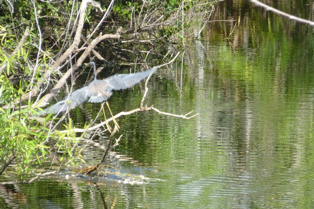 Everglades-SharkValley00019.jpg