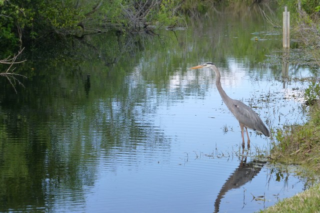 Everglades-SharkValley00145.jpg