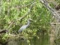 Everglades-SharkValley00015.jpg