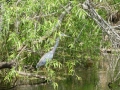 Everglades-SharkValley00016.jpg