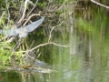 Everglades-SharkValley00020.jpg