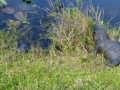 Everglades-SharkValley00026.jpg
