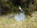 Everglades-SharkValley00053.jpg