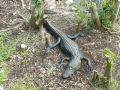 Everglades-SharkValley00085.jpg