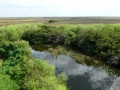 Everglades-SharkValley00086.jpg