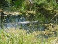 Everglades-SharkValley00119.jpg