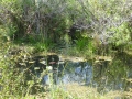 Everglades-SharkValley00120.jpg