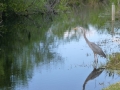 Everglades-SharkValley00145.jpg