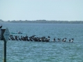 Bradenton_FL00161