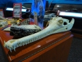 Bradenton_FL00173