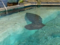 Bradenton_FL00181