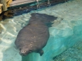 Bradenton_FL00185