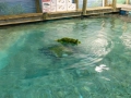 Bradenton_FL00189