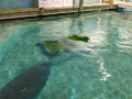 Bradenton_FL00190