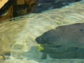 Bradenton_FL00195
