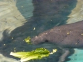 Bradenton_FL00201