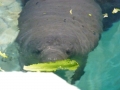 Bradenton_FL00203