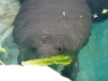 Bradenton_FL00204