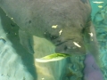 Bradenton_FL00205
