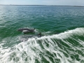 Sanibel00085
