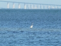 Sarasota00003