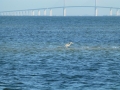 Sarasota00004