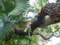 SarasotaWhimsey00037
