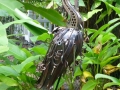 SarasotaWhimsey00044