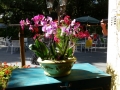 SarasotaWhimsey00050