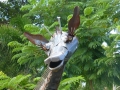 SarasotaWhimsey00063