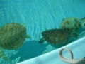 Vacation-Dave&Mike00317.jpg