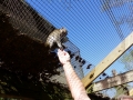 Monkey_Jungle00027.jpg