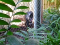 Monkey_Jungle00030.jpg