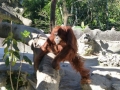 Monkey_Jungle00033.jpg