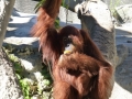 Monkey_Jungle00035.jpg