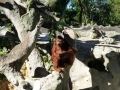 Monkey_Jungle00037.jpg