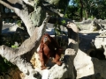 Monkey_Jungle00038.jpg