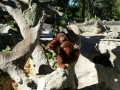 Monkey_Jungle00041.jpg