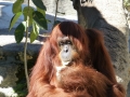 Monkey_Jungle00042.jpg